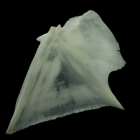 photo of European seabass opercular lateral view