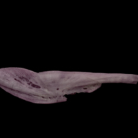 photo of Wels catfish pharyngeal ventral view