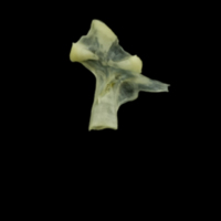 photo of Butterfish hyomandibular medial view