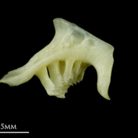 photo of Rudd pharyngeal ventral view