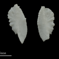 photo of Zander otolith(s) detail view