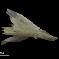 photo of Tub gurnard palatine lateral view