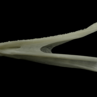 photo of Burbot dentary lateral view