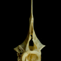 photo of Common carp precaudal vertebra anterior view