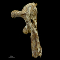 photo of Atlantic bluefin tuna  hyomandibular medial view