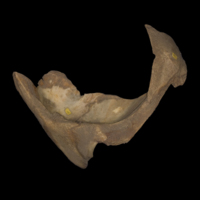 photo of Sturgeon for assessment lateral view