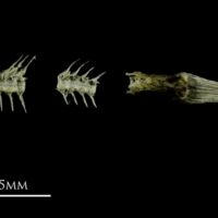 photo of Three-spined stickleback vertebral column lateral view