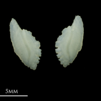photo of Scad otolith(s) detail view
