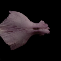 photo of Wels catfish for assessment ventral view