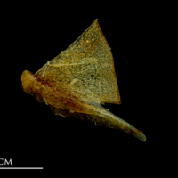 photo of Atlantic mackerel quadrate lateral view