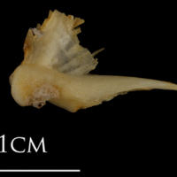 photo of Shore rockling quadrate lateral view
