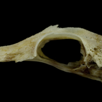 photo of Red gurnard parasphenoid basioccipital complex lateral view