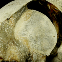 photo of Sturgeon skull lateral view