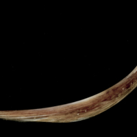 photo of Atlantic halibut anal pterygiophore lateral view