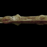 photo of Couch's seabream parasphenoid ventral view