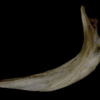 photo of Wels catfish cleithrum lateral view