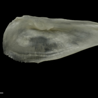 photo of Zander interopercular medial view