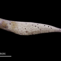 photo of Red seabream pharyngeal dorsal view