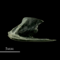 photo of European sprat dentary lateral view
