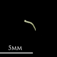 photo of Butterfish pharyngeal lateral view