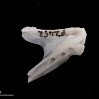 photo of European flounder dentary lateral view