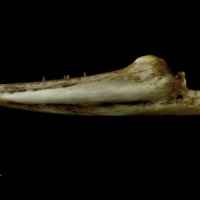 photo of European conger dentary lateral view