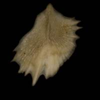 photo of Sturgeon scute lateral view