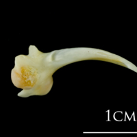 photo of European plaice maxilla detail view