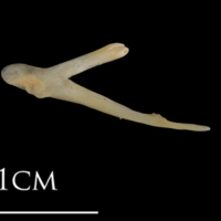 photo of Shore rockling posttemporal medial view