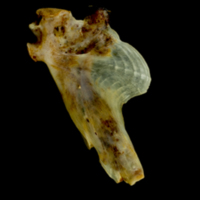 photo of Ballan wrasse hyomandibular medial view