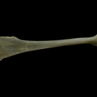 photo of Zander maxilla medial view