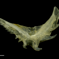 photo of Ruffe preopercular lateral view