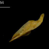 photo of Thinlip grey mullet  supracleithrum medial view