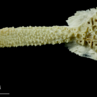 photo of Northern pike vomer ventral view