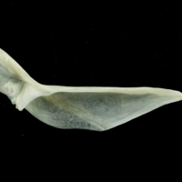 photo of Whiting cleithrum medial view