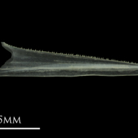 photo of European anchovy dentary medial view