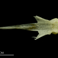 photo of Atlantic mackerel vomer dorsal view