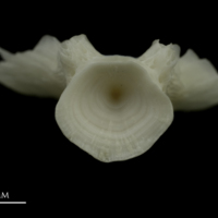 photo of Burbot basioccipital