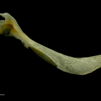 photo of Atlantic mackerel cleithrum medial view