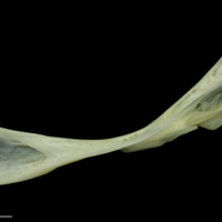 photo of Bullrout cleithrum lateral view