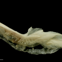 photo of Haddock preopercular lateral view