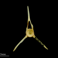 photo of Greater forkbeard precaudal vertebra anterior view