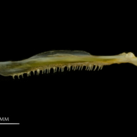 photo of European smelt maxilla medial view
