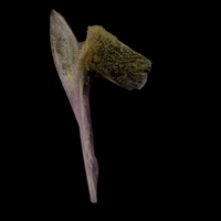 photo of Meagre coracoid medial view