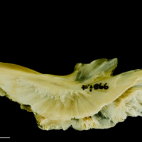 photo of Atlantic cod preopercular lateral view