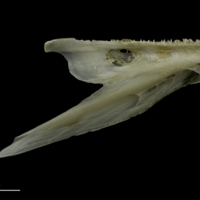 photo of Brill dentary lateral view