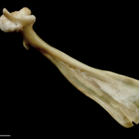 photo of Turbot maxilla medial view