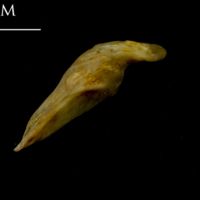 photo of Thinlip grey mullet  supracleithrum lateral view