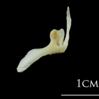 photo of European plaice premaxilla lateral view