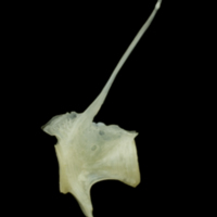 photo of Red mullet precaudal vertebra lateral view